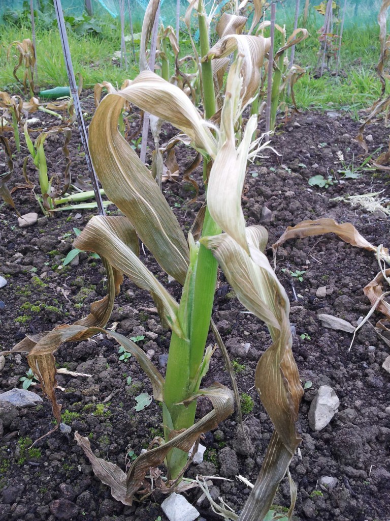 Corn Dying Back — The Green Fields Project