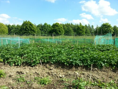 wp-1371570195452.jpg image