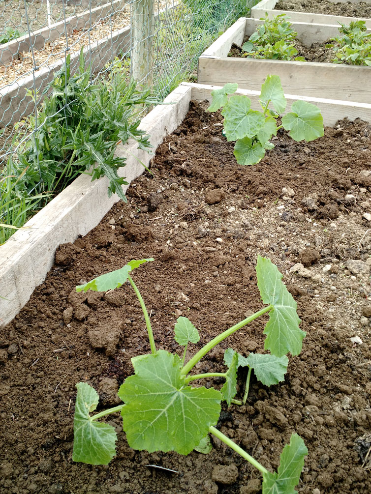 Planting Courgettes