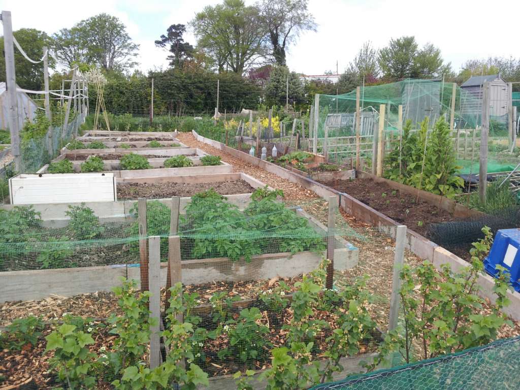 A good mornings work…..some new nets up, weeding done and some french beans planted.
