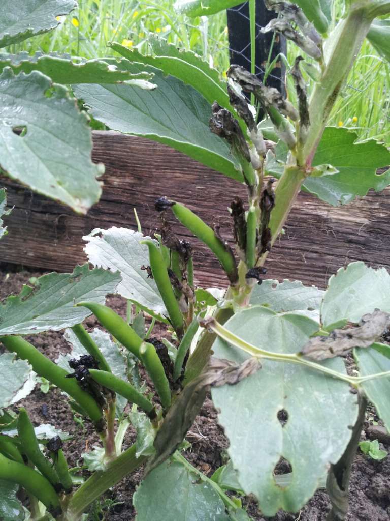 Broad beans on the way.